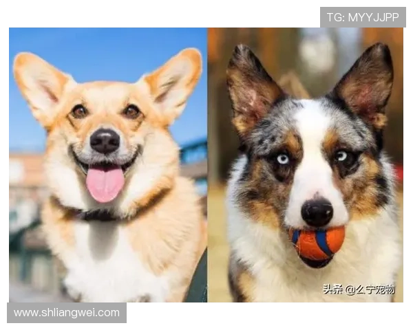 足球明星的忠实伙伴揭秘看家犬背后的故事与训练技巧 足球明星的忠实伙伴揭秘看家犬背后的故事与训练技巧